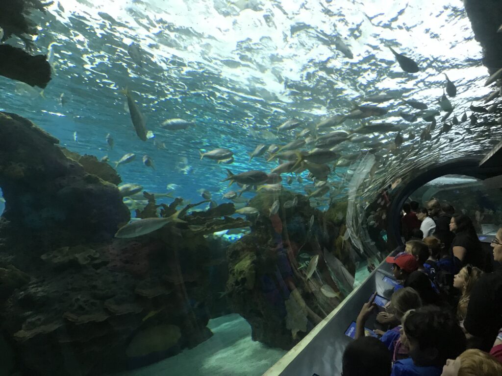 Ripley's Aquarium海底トンテル