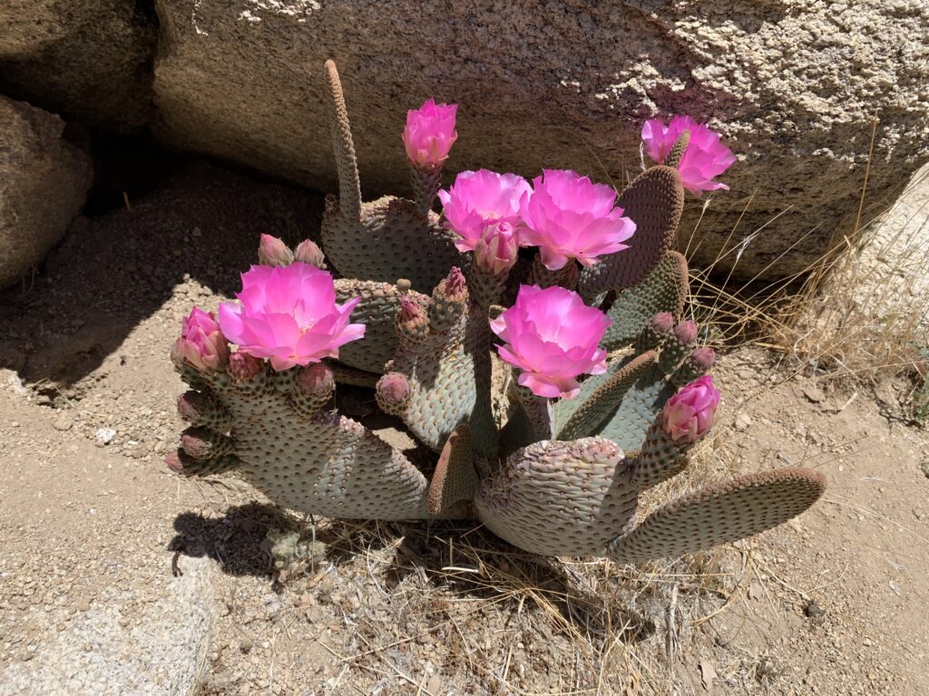 砂漠の花