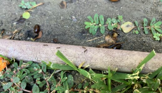 アメリカの蟻(アリ)の駆除・予防方法3つ
