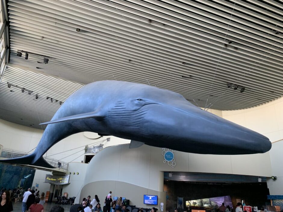巨大クジラの模型